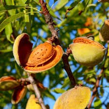 Bedda nut tree(Terminalia bellirica (Gaertn.) Roxb.)